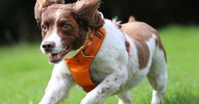 Record fundraising springer spaniel Max, 13, (pictured) has been put forward for the public tribute after helping to raise £100,000 for the PDSA in six weeks