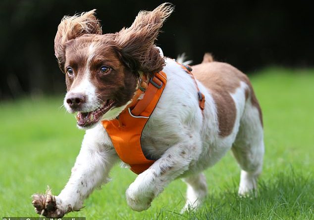 Record fundraising springer spaniel Max, 13, (pictured) has been put forward for the public tribute after helping to raise £100,000 for the PDSA in six weeks