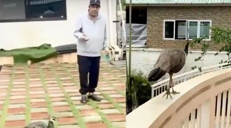 Dharmendra has shared a video which features a peahen.
