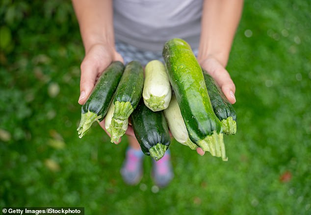 According to some worrying reports, growing your own veg can seriously damage your health, rather than improve it. Dozens – possibly hundreds – of gardeners are thought to have been poisoned in recent months by eating home-grown courgettes laden with harmful toxins (stock)