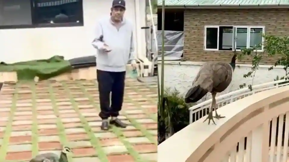 Dharmendra has shared a video which features a peahen.