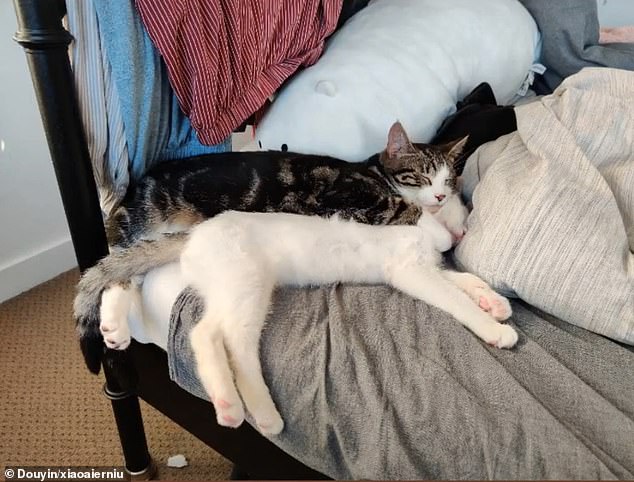 The Chinese woman, an international student studying in Australia, is the owner of two rescue cats, the seven-month-old Er Niu and a one-year-old Xiao Ai, according to her Douyin page