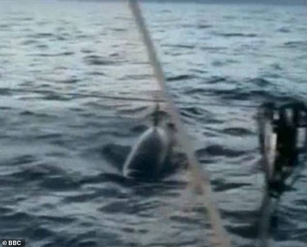 Graeme, from Helensburgh, Argyll and Bute, only noticed the killer whales when one of them rammed his 45ft yacht
