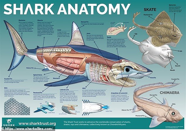 The group say squalene made from shark liver oil is used most commonly because it is 'cheap to obtain' and 'easy to come by'. Pictured: A graphic showing the anatomy of a shark