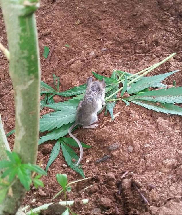 A curious mouse in Canada was caught chopping on cannabis leaves before being found passed out on its back