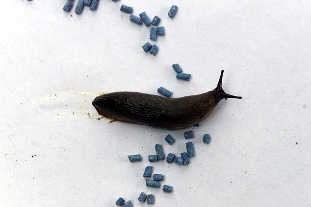 A ban on slug pellets containing metaldehyde has given farmers and gardeners a headache