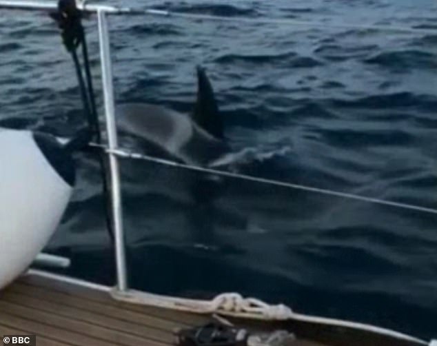 British couple film moment pod of killer whales attacks their 45ft yacht off the Spanish coast 