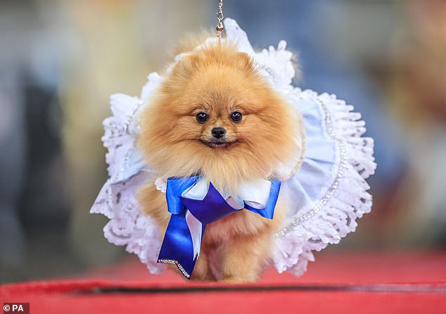 Pooches of all shapes, sizes and breeds were dressed up in various outfits to be crowned best king, queen, prince and princess at the