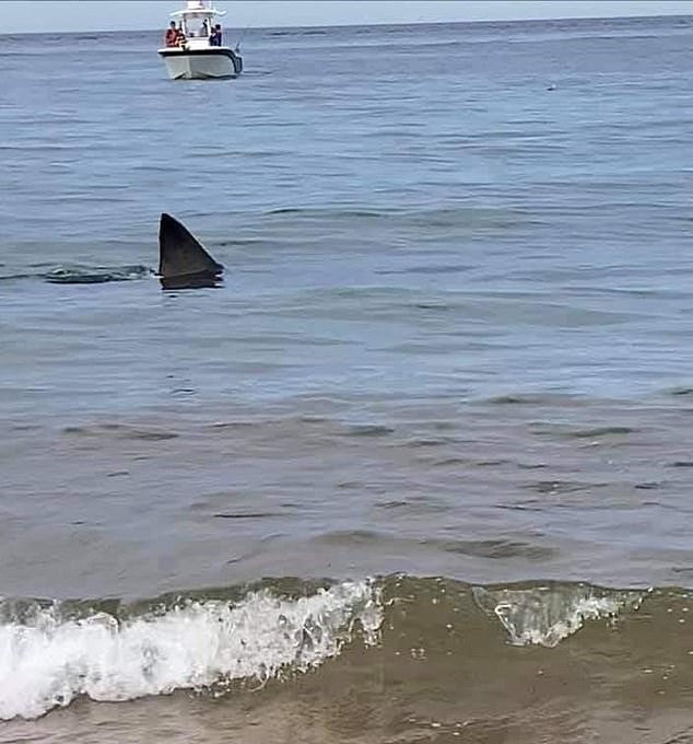 One great white was spotted swimming around ten feet from the shore at Cape Cod at around 11am on Sunday