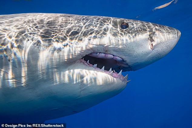 Half a million sharks may be killed in effort to make Covid vaccine, wildlife experts say