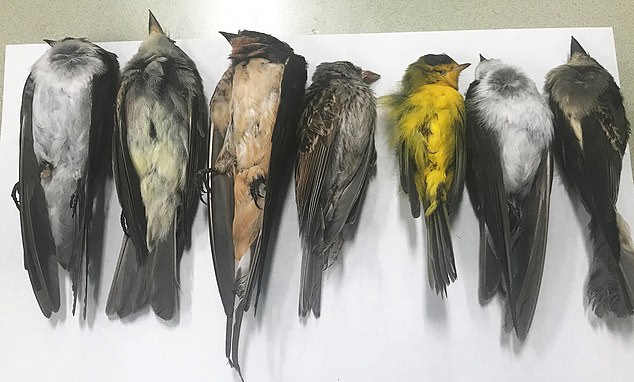 An ‘unprecedented’ number of birds have been dropping dead out of the sky at an alarming rate in New Mexico – and some researchers suspect the wildfires raging across the West Coast might be to blame