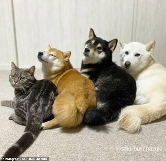 It’s a dog’s life: Cat named Kiki becomes best friends with three Shiba Inus
