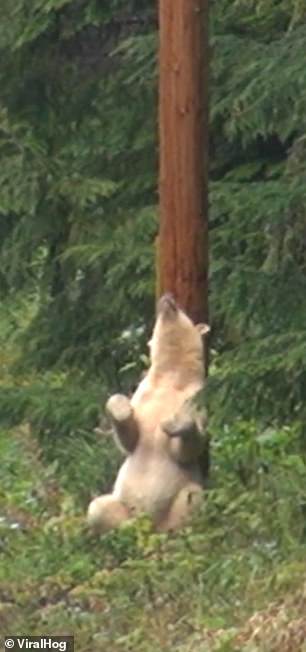 ‘Spirit bear’ gyrates in hilarious footage as it finds the ideal place to scratch an itch 