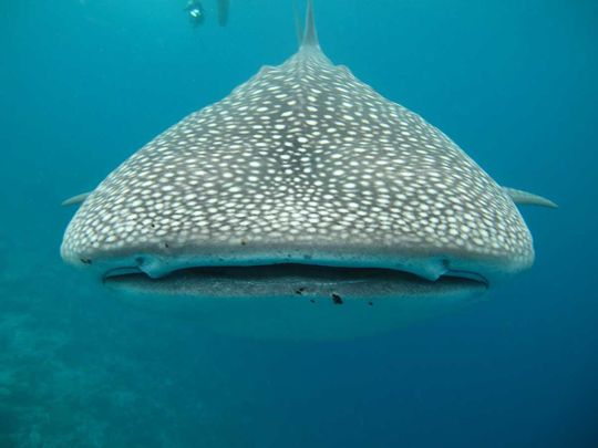 Watch: Adult, juvenile whale sharks spotted in Abu Dhabi