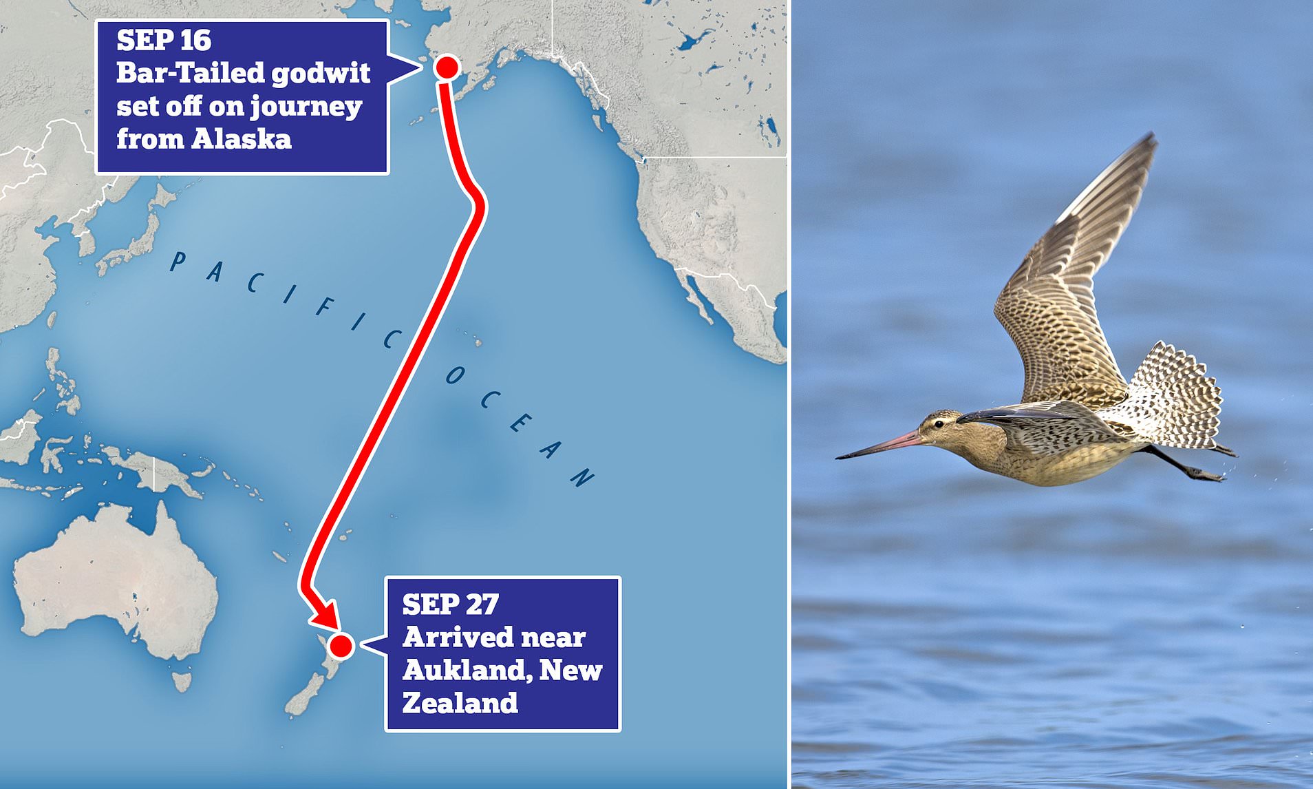 ‘Jet fighter’ godwit breaks world record for non-stop bird flight