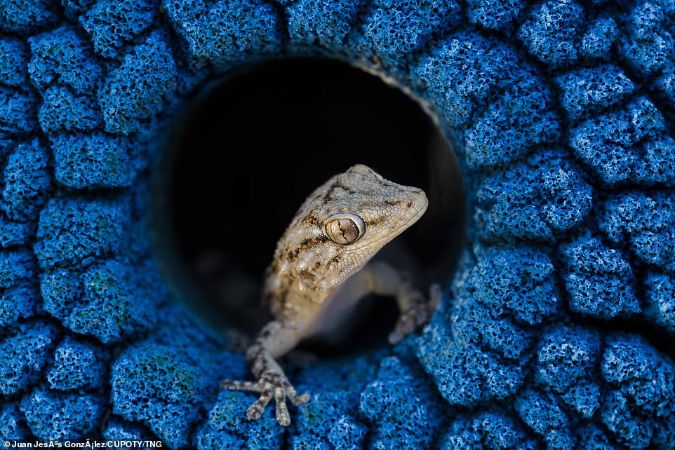 The closeup of a gecko by Juan Jesús González Ahumada was a finalist in the animals category