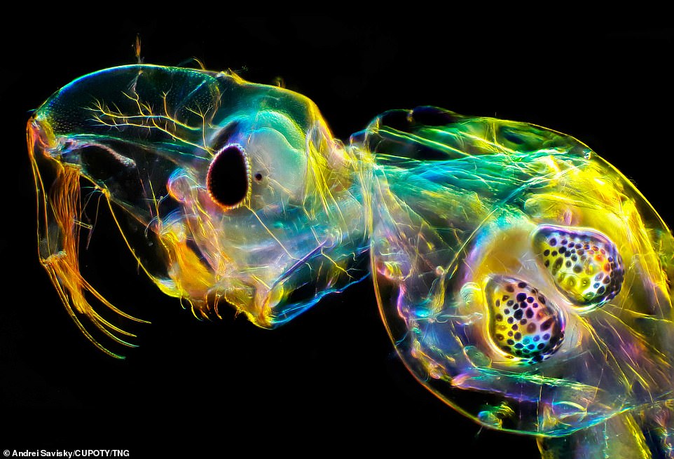 Photographer Andrei Savitsky  won the Micro category with an image of a glass worm