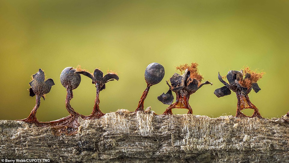 Barry Webb got second place in the plants and fungi category with an image showing a line of 2.5mm high, fruiting bodies of slime mould growing on a decaying beech trunk