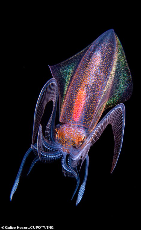 The winner Galice Hoarau had another entry with an image of a Diamond squid he photographed in  Siladen, Indonesia