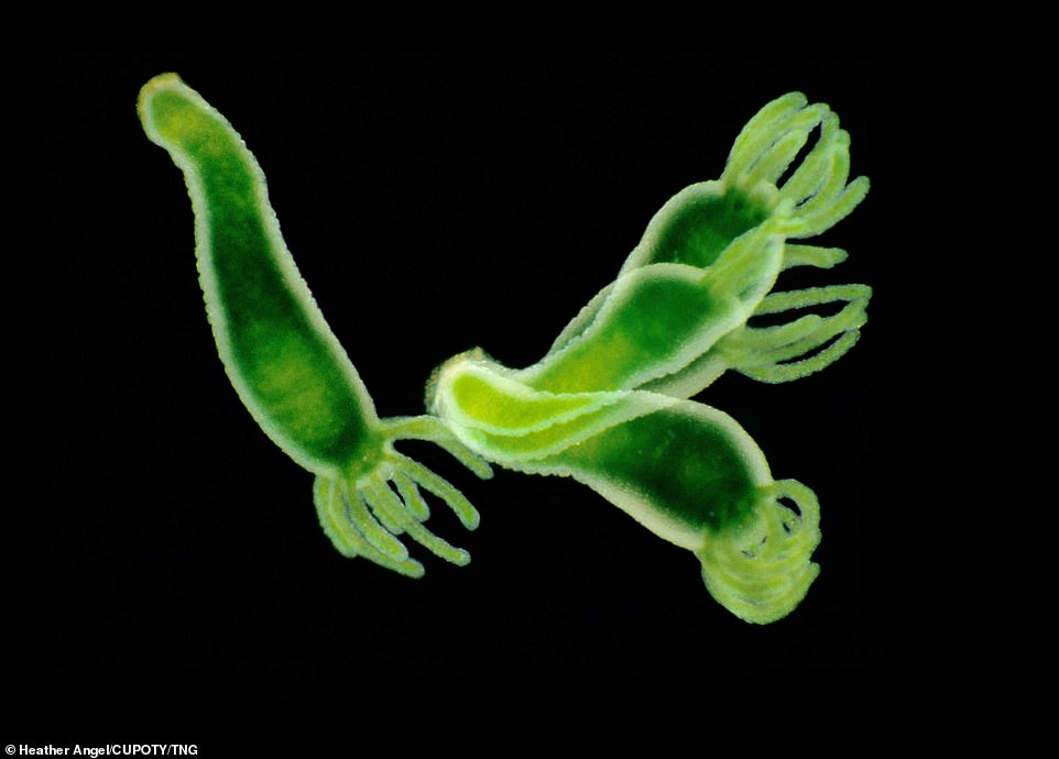 Heather Angel got the third place in the Micro category with an image of green hydras