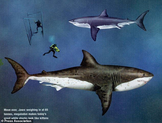 A megalodon could grow up to 50 feet (bottom) and have a dorsal fin almost as tall as the average human. The biggest living species of shark is the great white (top) which grows to 20ft