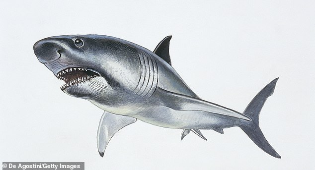 The US researchers say megalodon reached their massive size thanks to live births, early hatching embryos and cannibalistic feeding on other eggs while in the womb