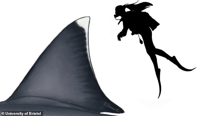 An average sized adult human could stand on the back of the shark and just manage to peer over the top of the dorsal fin. The shark was a 'true outlier' in terms of its size as practically all other sharks that don't feed on plankton have a general size limit of 23 feet, explained Shimado