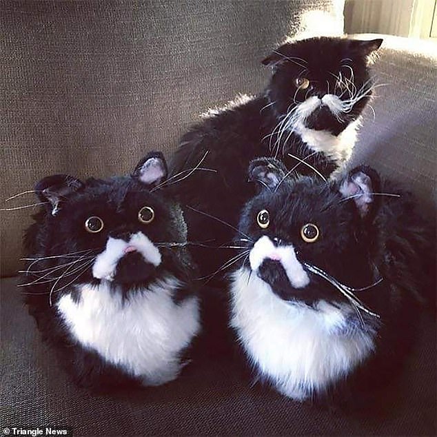 cat clone slippers