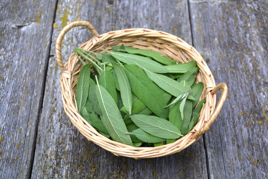 15 medicinal properties of sage | The NY Journal