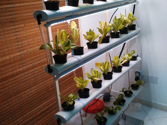 A healthy hydroponics ecosystem