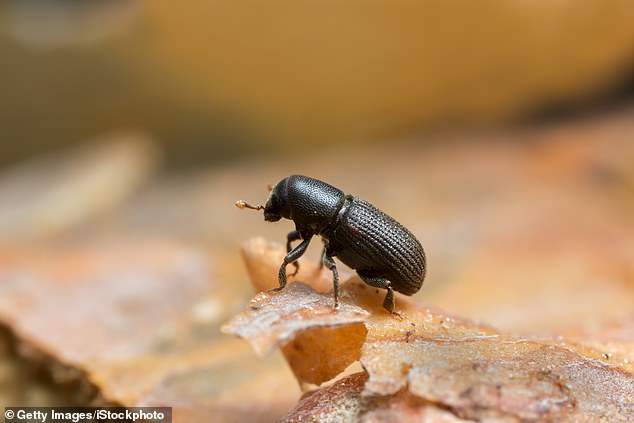 Beetles have eaten through MILLIONS of acres of trees leaving dead