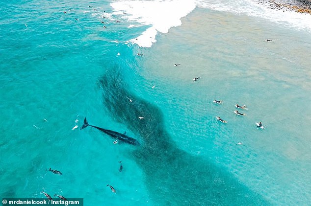 Byron Bay: Bryde’s whales swim with surfers on incredible drone footage on Seven Mile Beach
