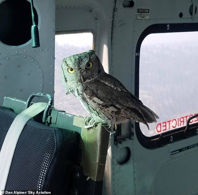 California owl catches lift in a water dropping helicopter as its home burns in the Creek Fire