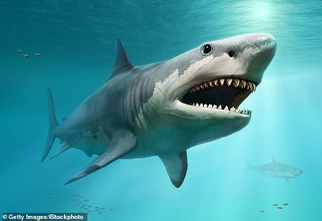 The massive and fearsome megalodon shark may have been able to reach up to 50ft in length thanks to cannibalism in the womb, researchers claim