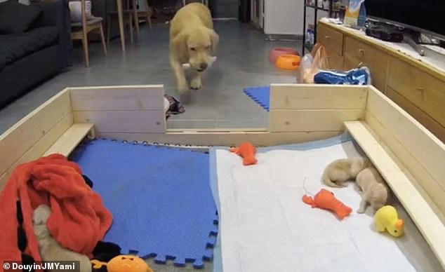Dog parent: Mother golden retriever tries to console her whining puppies by bringing them her toys 