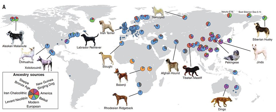 Dogs were already splitting into distinct breeds after the Ice Age 11,000 years ago