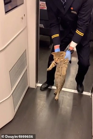 Funny cat moment: Feline gets escorted off a train after being caught on board ‘without a ticket’ 