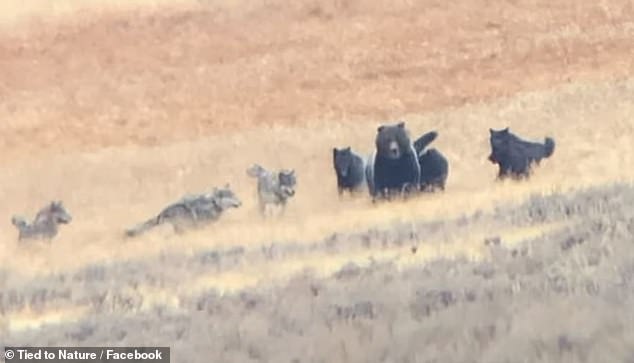 Grizzly bear is ‘escorted away’ from kill by wolf pack in video
