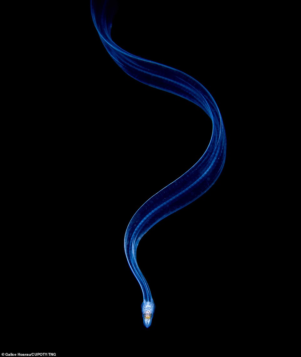 The award for Close-up Photographer of the Year went to Galice Hoarau for his shot of a miniscule eel larvae