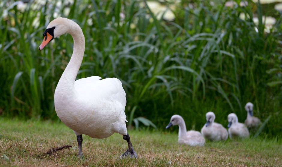 Lakeland, the city in the United States that is selling its swans | The opinion