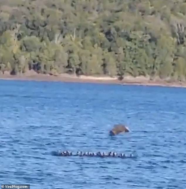 Moment a bald eagle swoops down and plucks duck out of a lake after stalking the flock for an hour