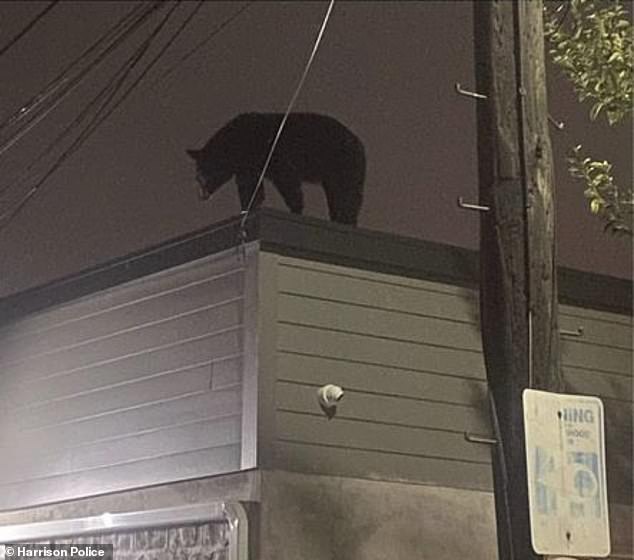 New Jersey cops hunt for 300lb bear who was seen going to a Wawa and Red Bull Arena