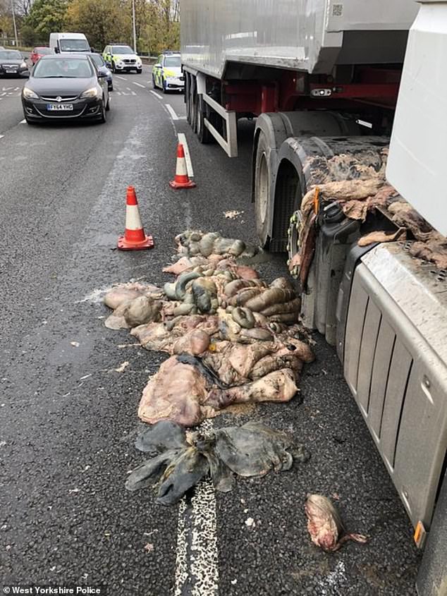 OFFAL mess! Lorry laden with animal guts spills load