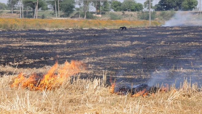 Over 23,000 farm fire incidents in Punjab so far this season: Official data