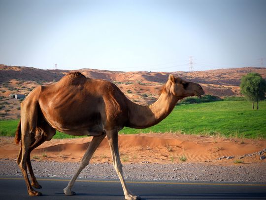 Photos: Gulf News readers share pictures of beautiful animals and birds in the UAE