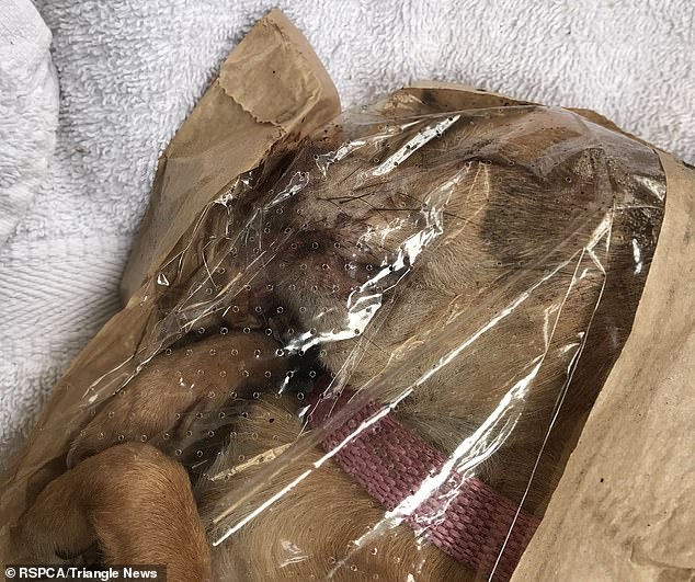 RSPCA London: Probe launched after chihuahua’s body found in bag