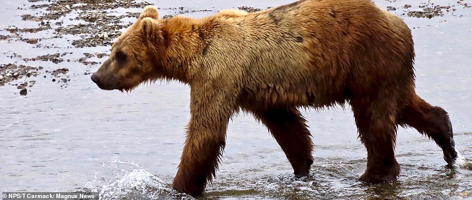 Remarkable pictures show how Alaskan bears get fat before hibernation