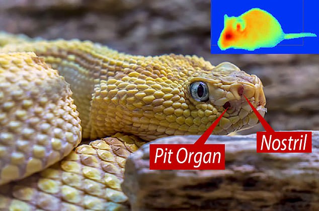 Snakes see and hunt in the dark thanks to a nose which turns heat from prey into a ‘thermal image’