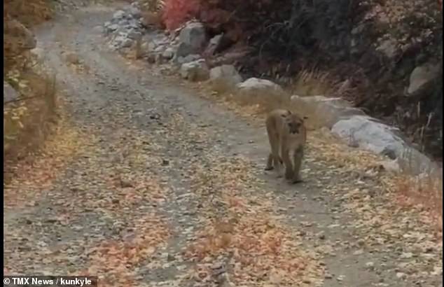 Terrifying moment cougar launches at hiker in Utah after stalking him for SIX MINUTES