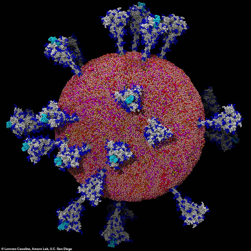 The coronavirus revealed: Computer images show the spiked cell that has killed millions